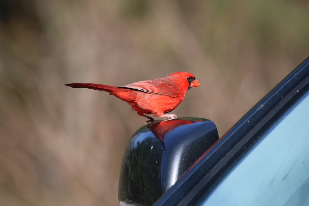 Northern Cardinal - ML325986811