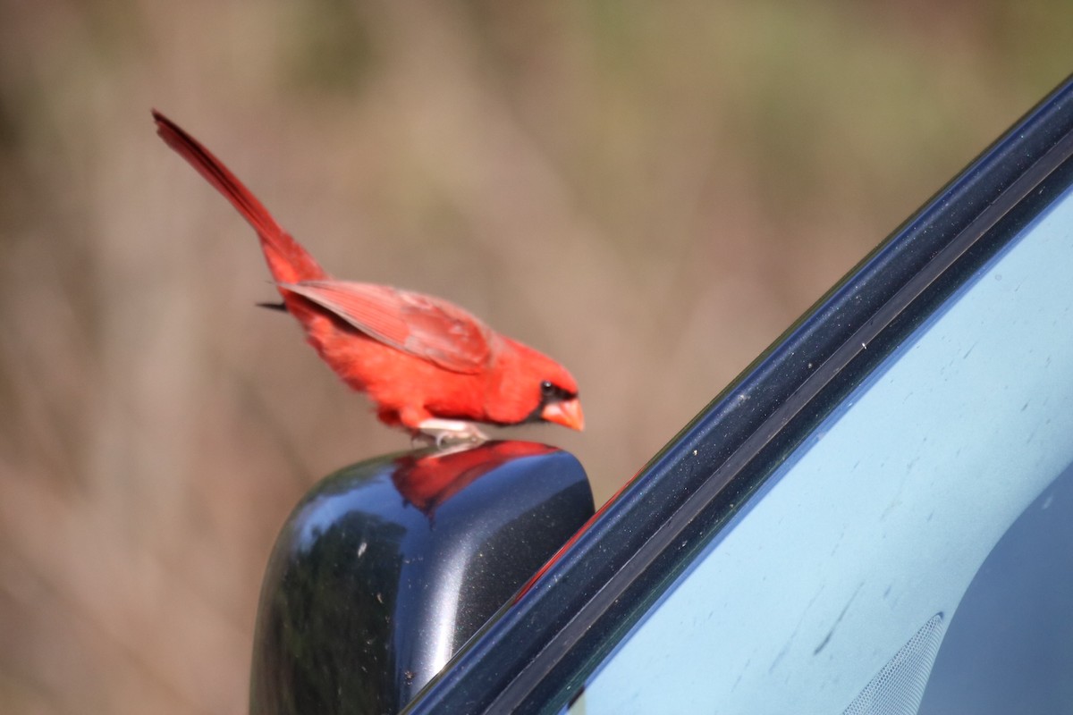 Northern Cardinal - ML325986821