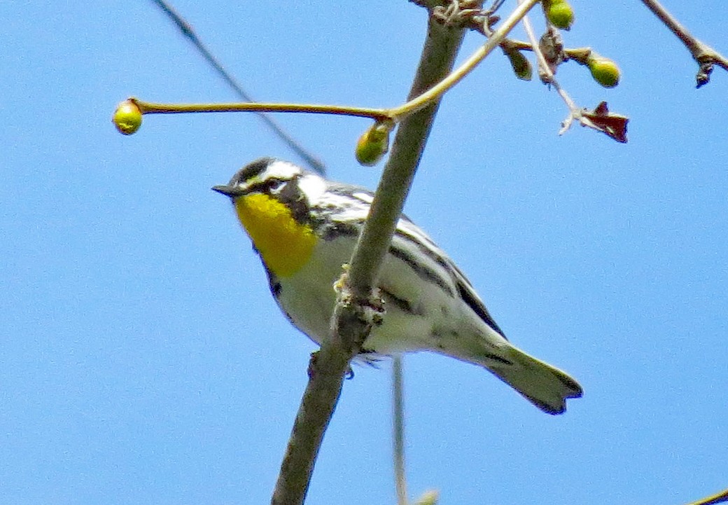 Yellow-throated Warbler - ML325987131