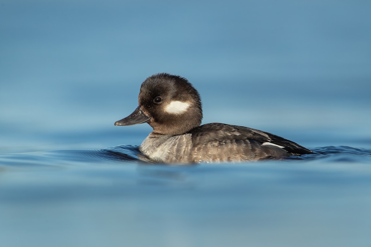 Bufflehead - ML325989371