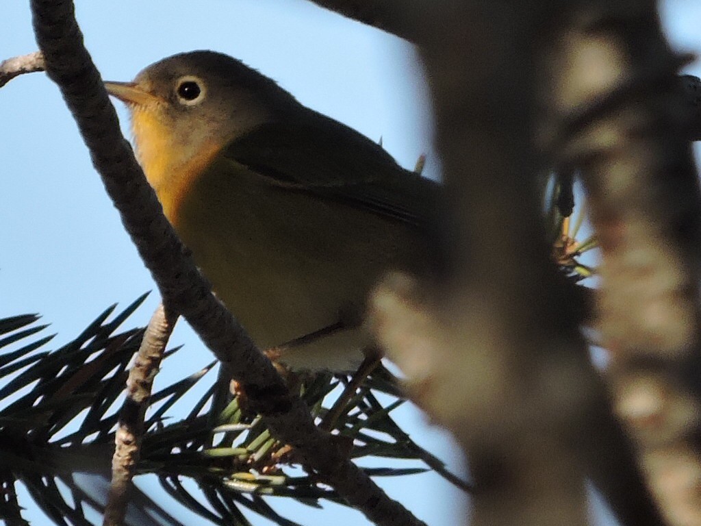 Nashville Warbler - ML32599011