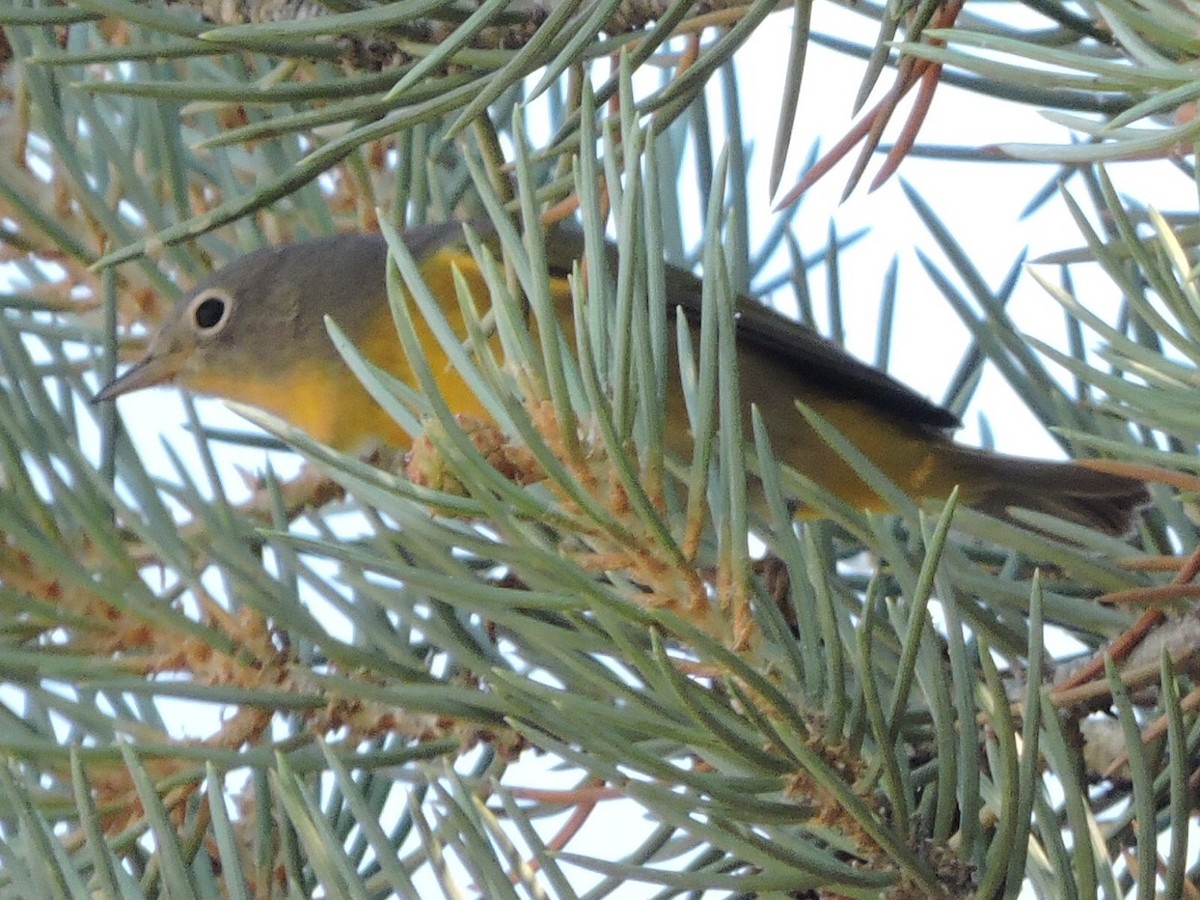 Nashville Warbler - ML32599031