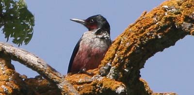 Lewis's Woodpecker - ML32599041
