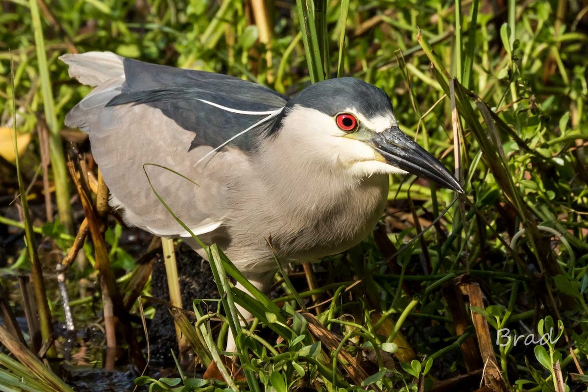 Black-crowned Night Heron - ML32599061