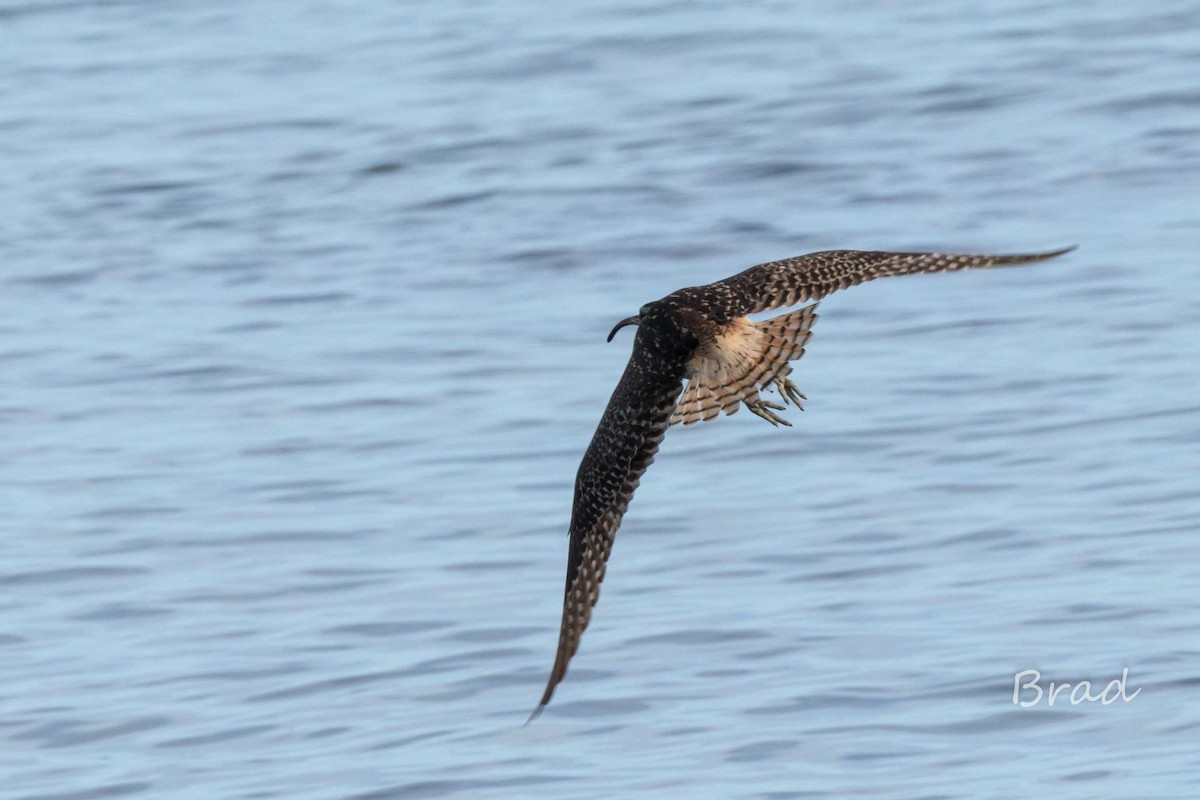 Bristle-thighed Curlew - Brad Argue