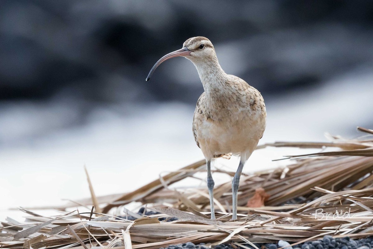 Bristle-thighed Curlew - ML32599121