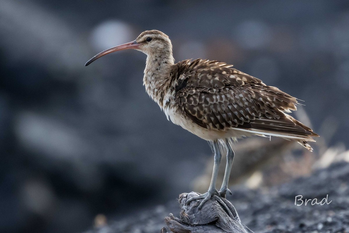 Bristle-thighed Curlew - Brad Argue