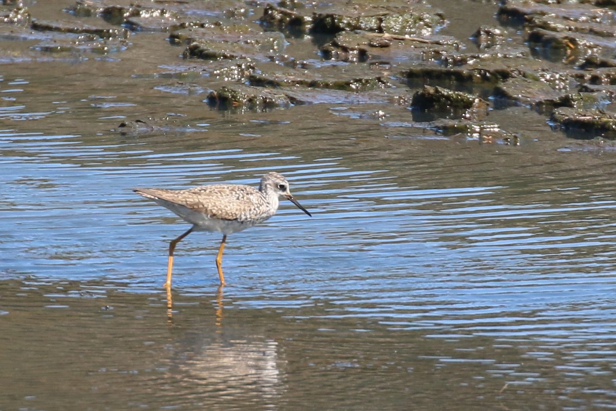 Lesser Yellowlegs - Jen Sanford