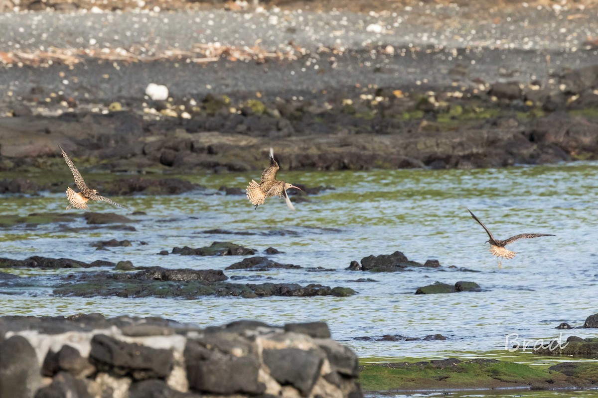 Bristle-thighed Curlew - ML32599191