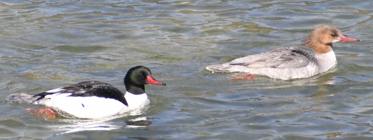 Common Merganser - ML325992821