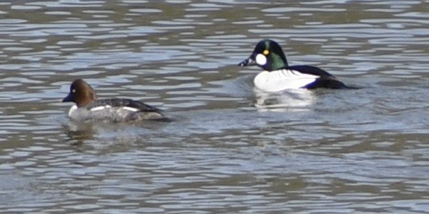 Common Goldeneye - Peter Robertshaw