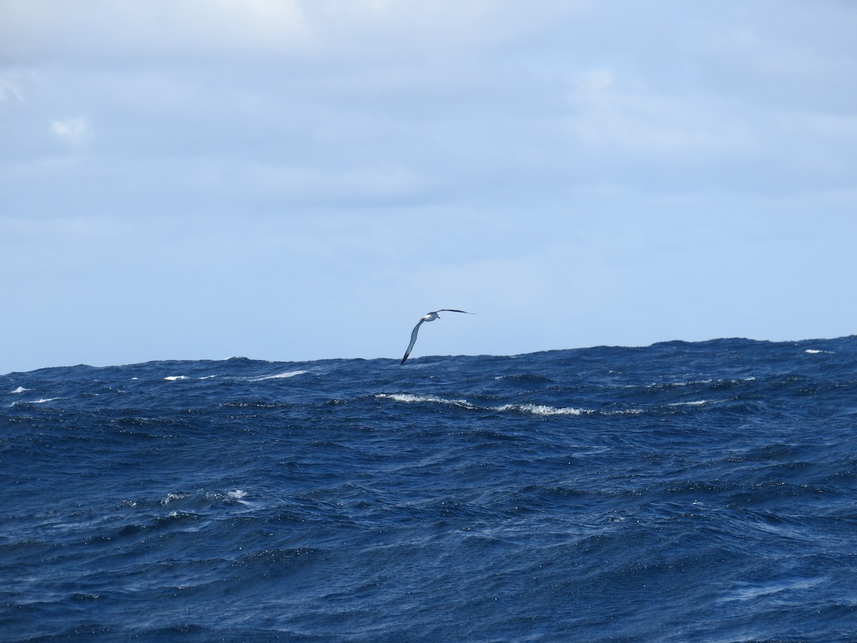 Albatros à cape blanche - ML32599351