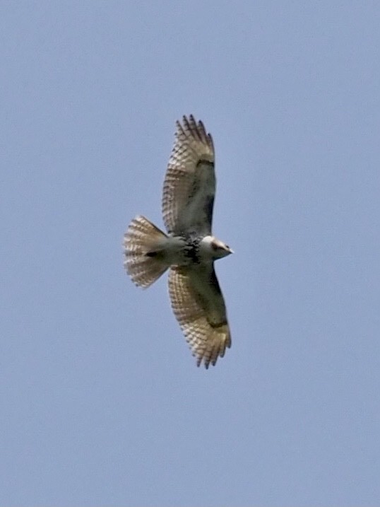 Red-tailed Hawk - ML325993621