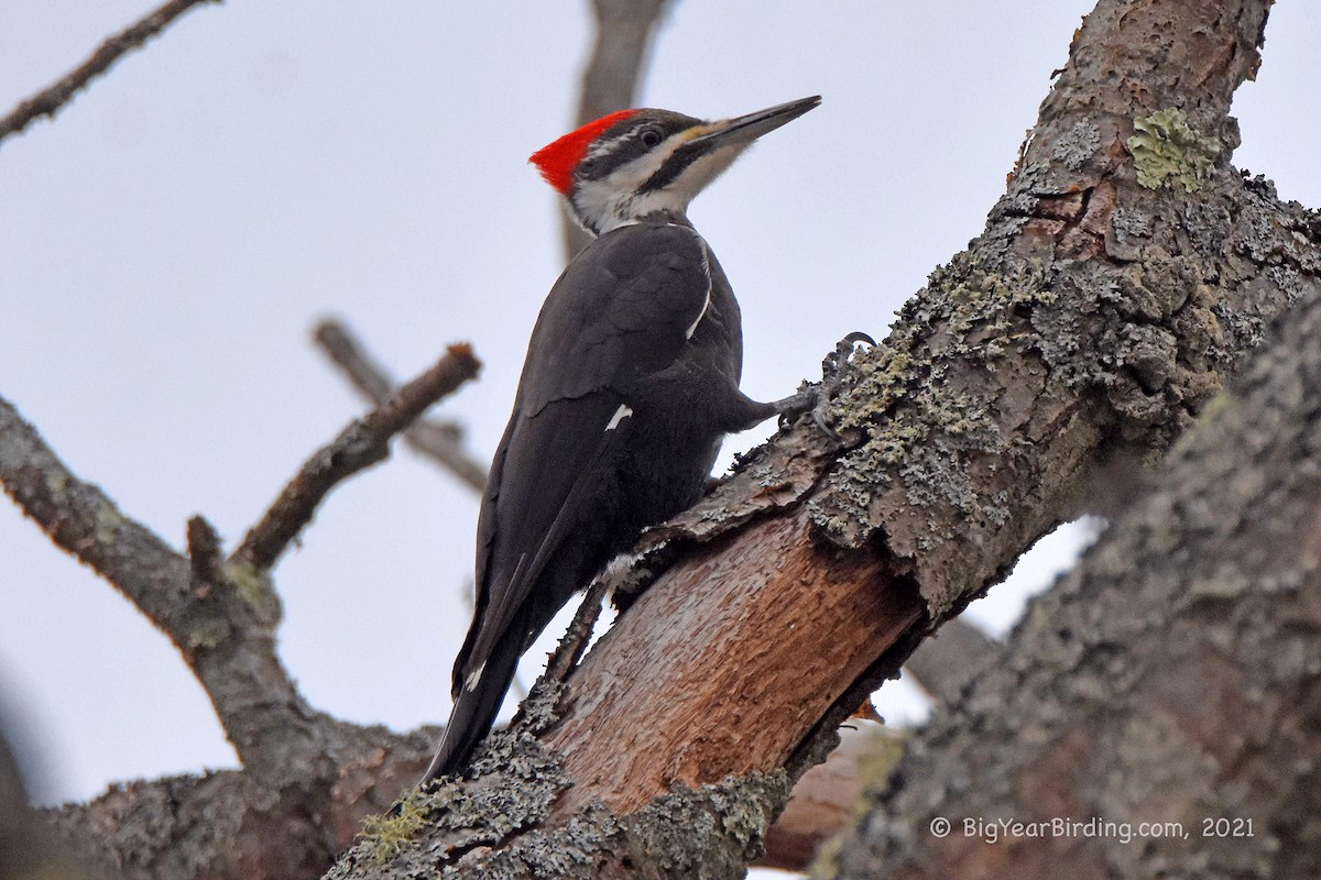 Pileated Woodpecker - ML325995091