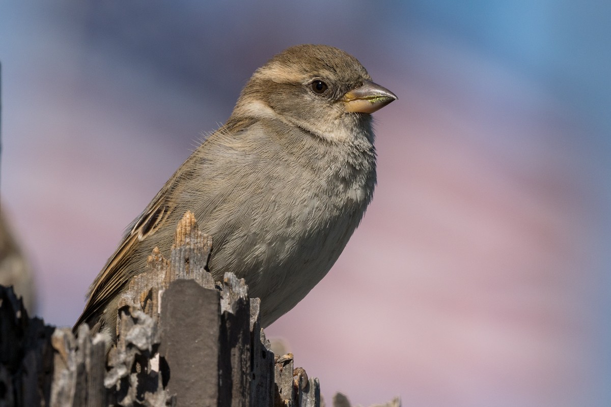House Sparrow - Andrea C