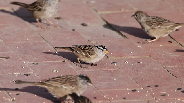 White-crowned Sparrow (pugetensis) - ML325997331