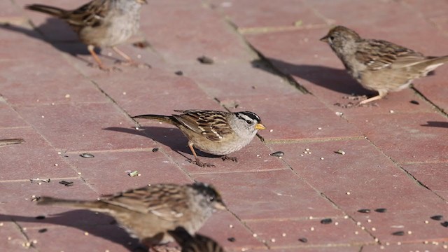 Porsuk Serçesi (pugetensis) - ML325997331