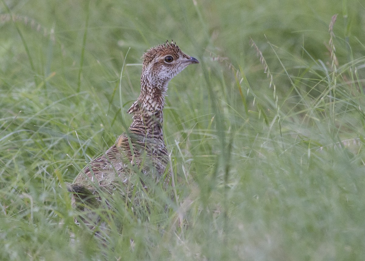 Lesser Prairie-Chicken - Jacob Drucker