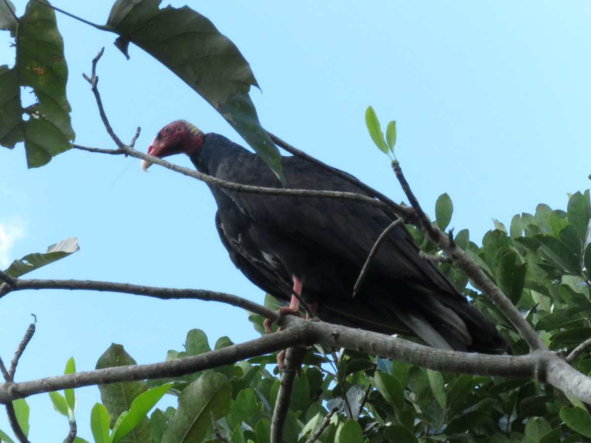 Turkey Vulture - ML325998851