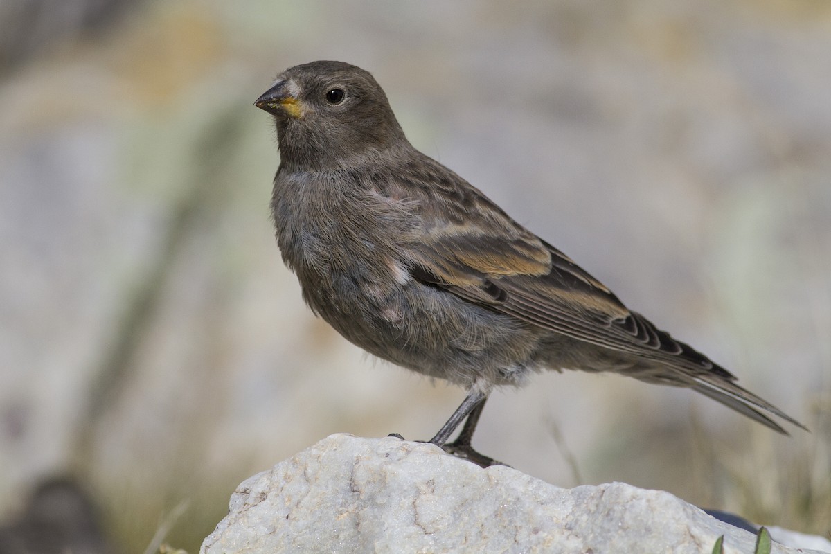 Black Rosy-Finch - ML32599911