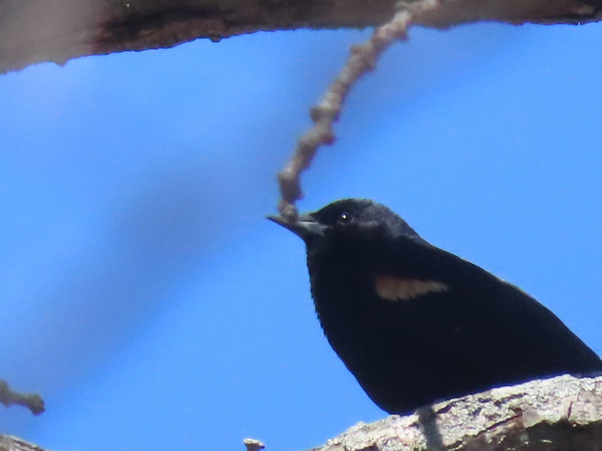 Red-winged Blackbird - ML325999321