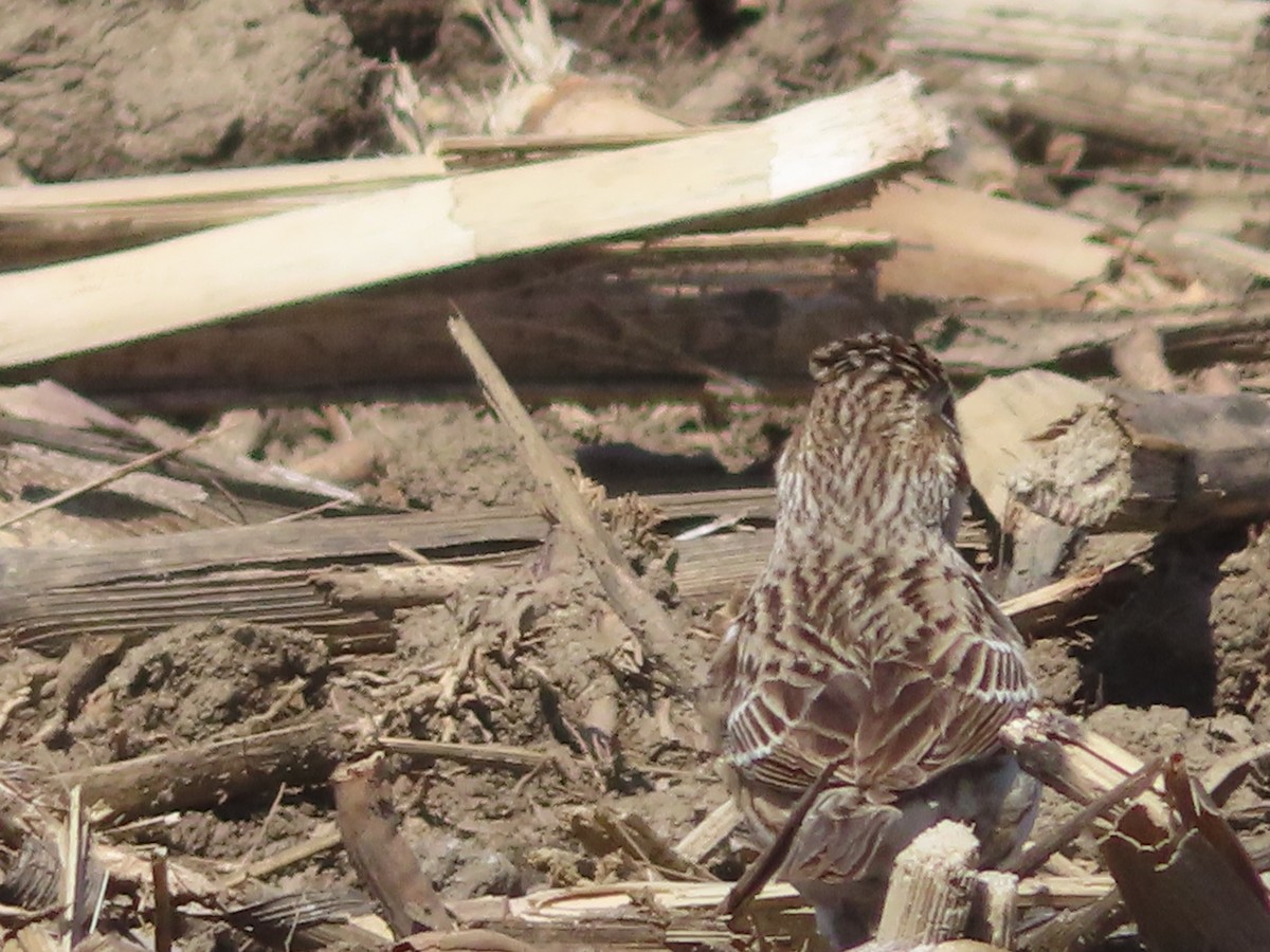 Vesper Sparrow - ML325999431