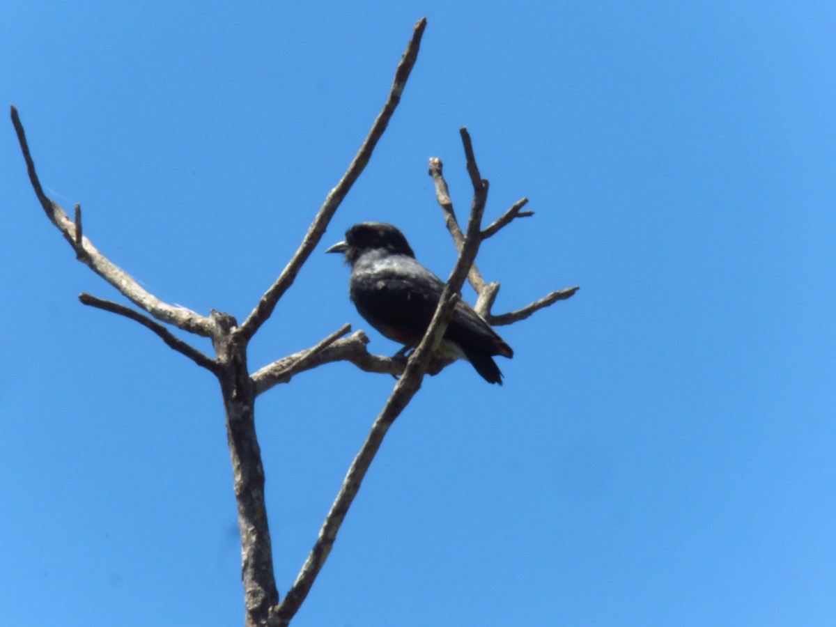 Swallow-winged Puffbird - Alexander  Torres