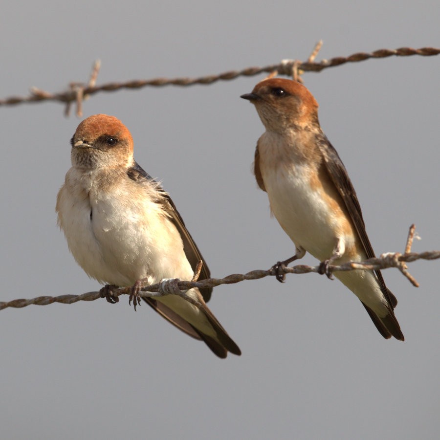 Fairy Martin - ML32600391