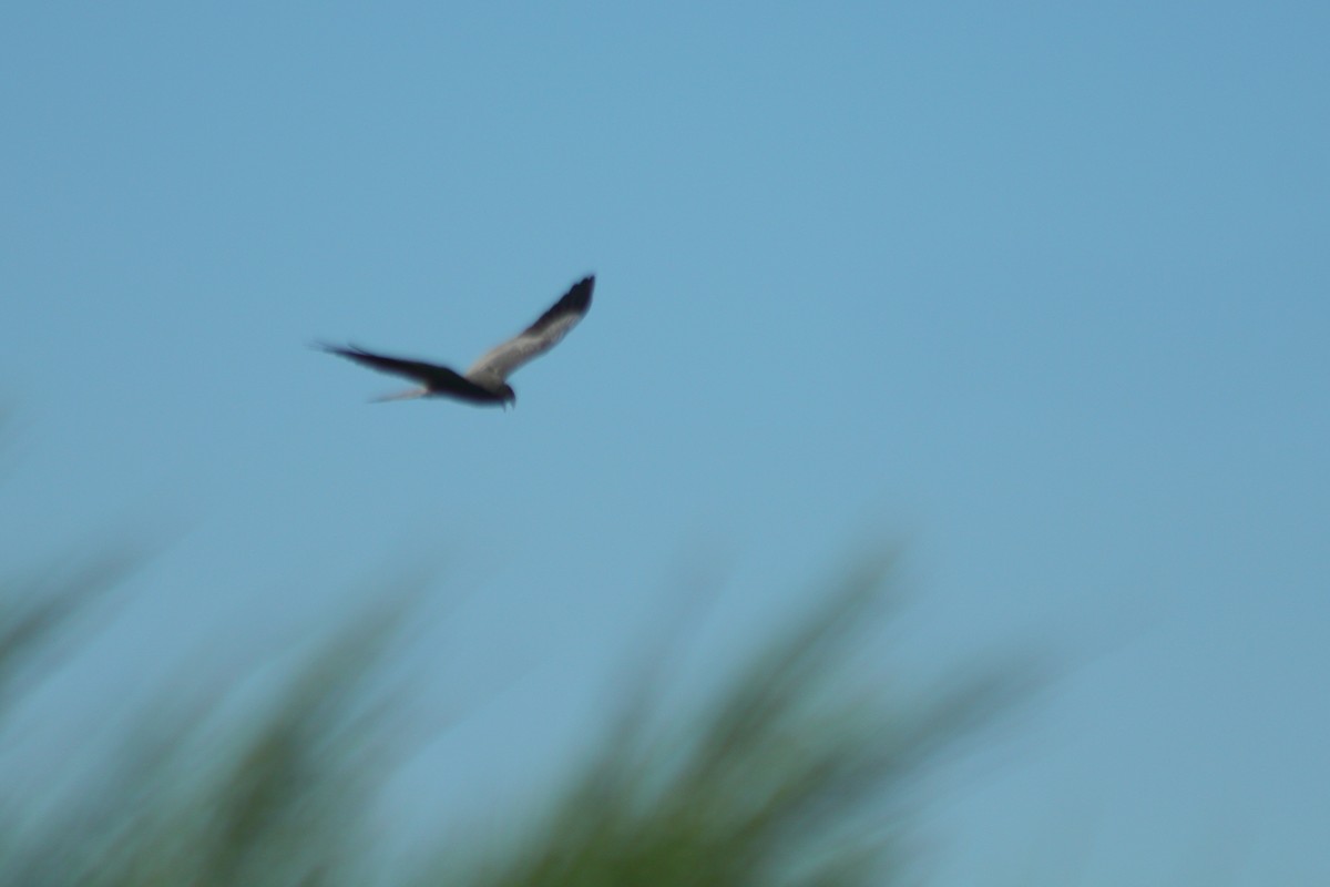 Montagu's Harrier - ML326004331