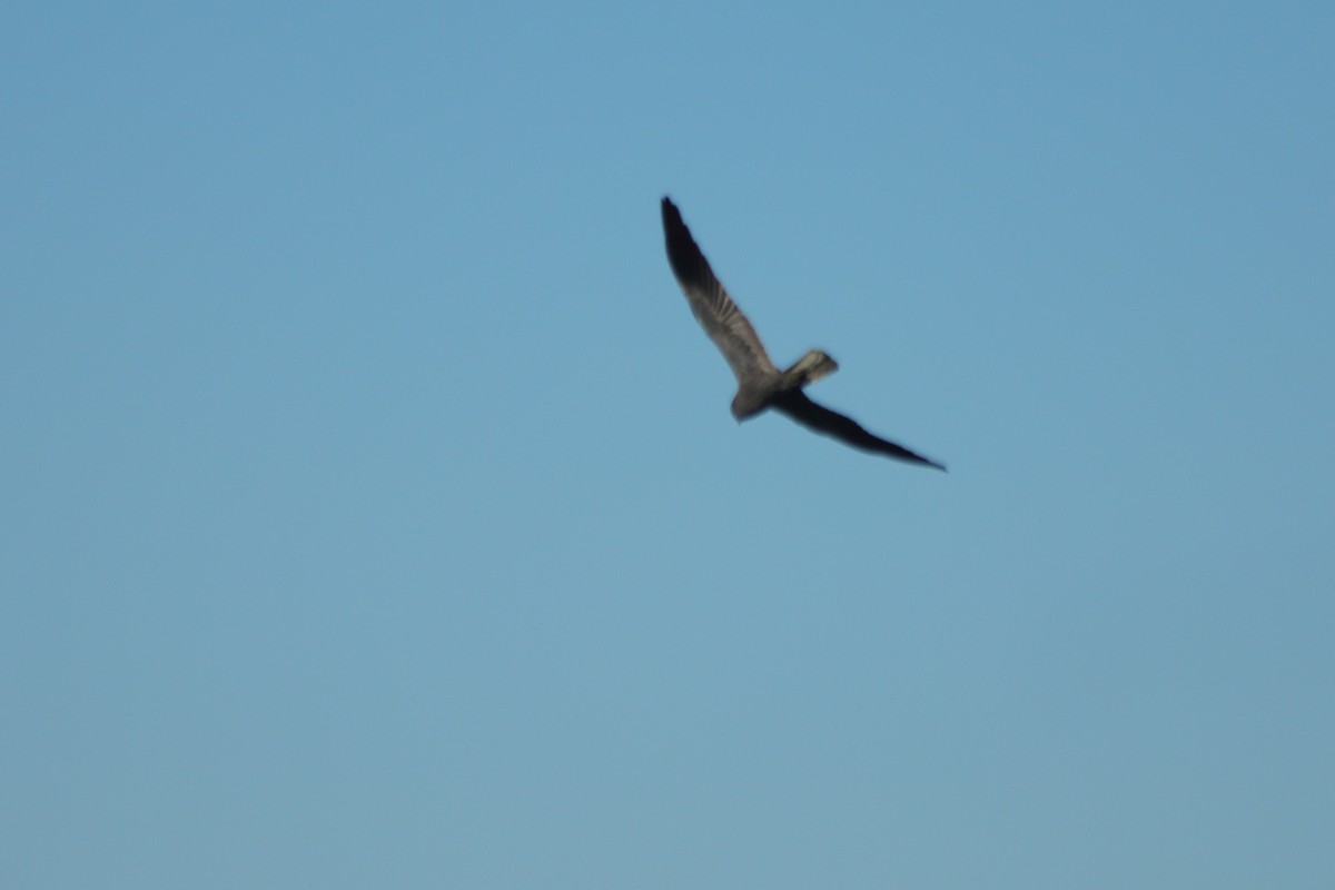 Montagu's Harrier - Pedro Cardia