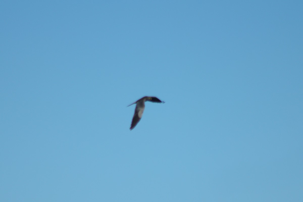 Montagu's Harrier - ML326004441