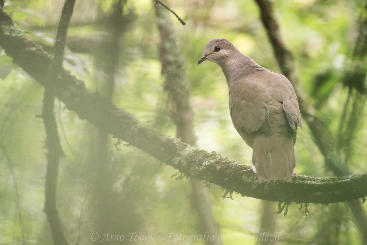 Large-tailed Dove - arnoldo tomys