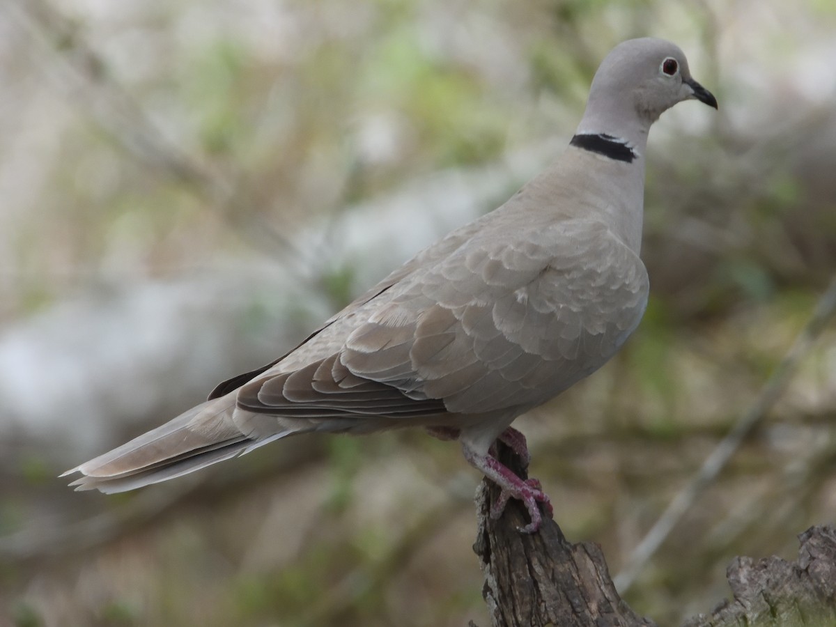 Eurasian Collared-Dove - Caley Thomas