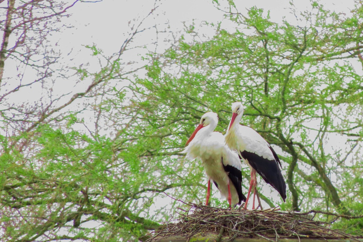 White Stork - ML326009641