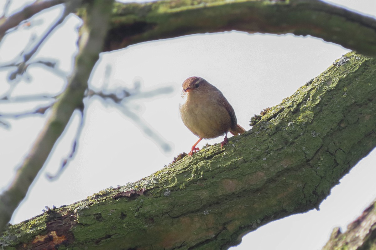 Eurasian Wren - ML326009791