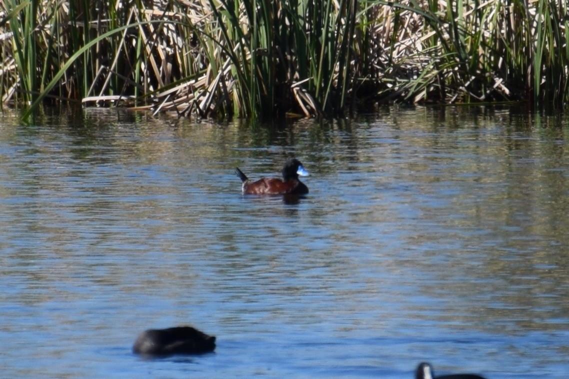 Blue-billed Duck - ML32601001