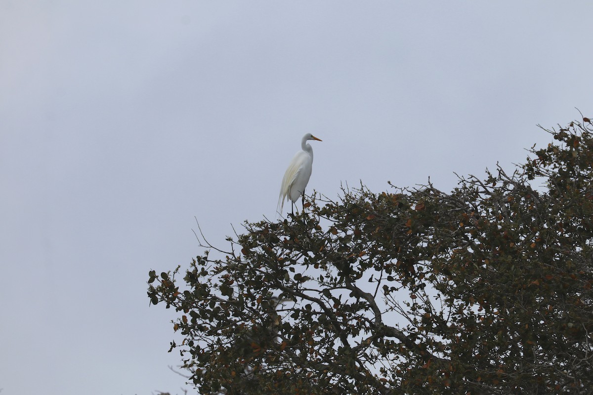 egretthegre - ML326011791