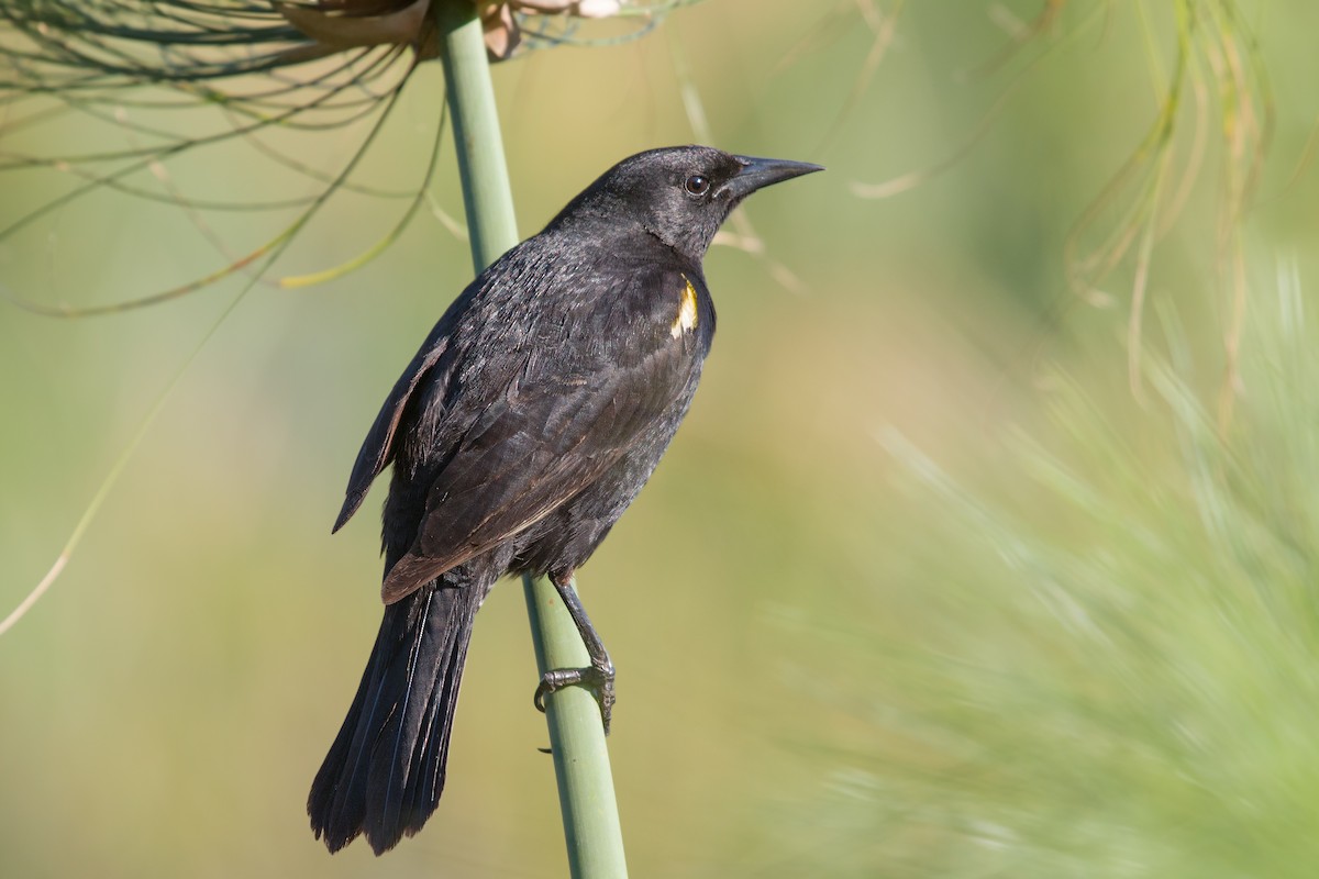 Yellow-winged Blackbird - Michel Gutierrez