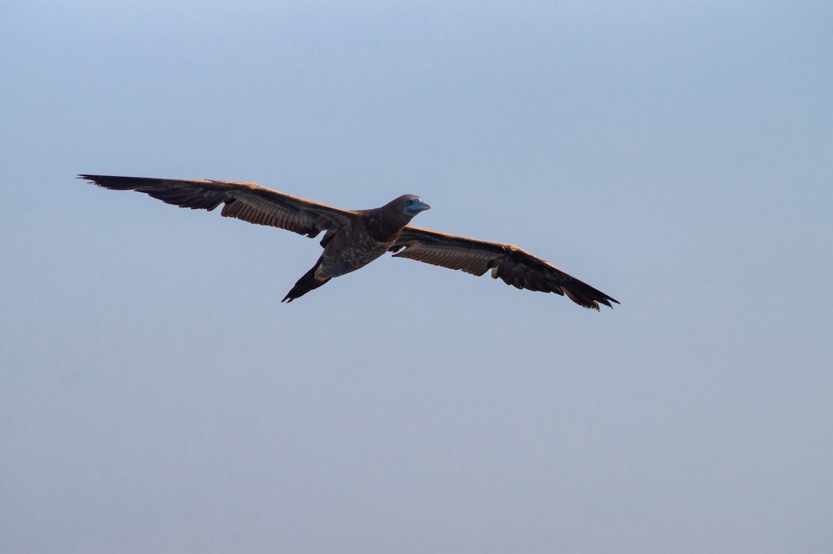 Brown Booby - ML326014521