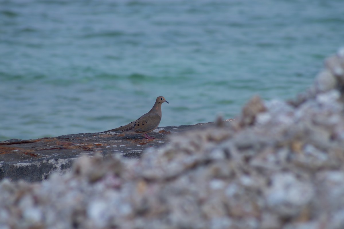 Mourning Dove - Jordi Cobix