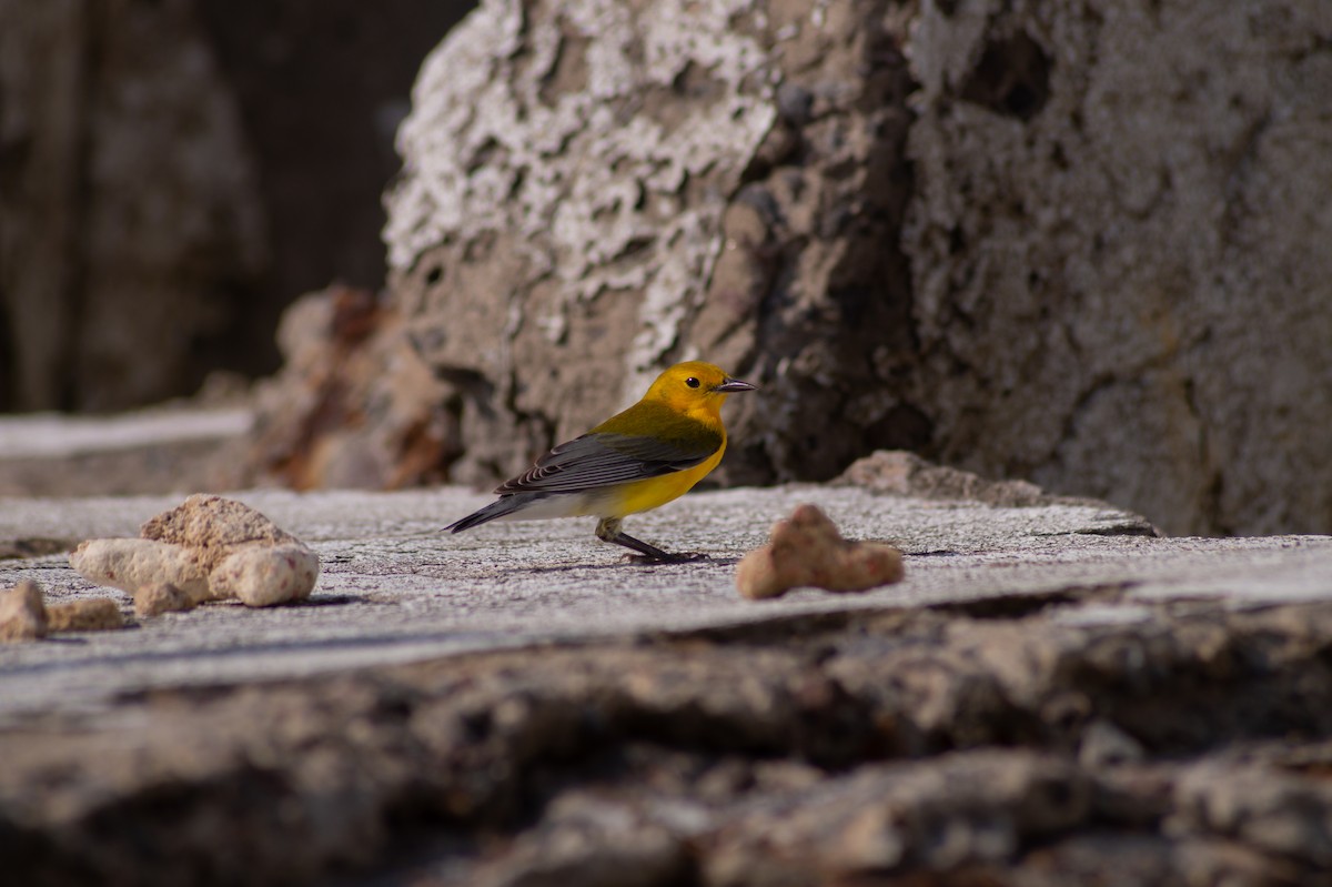 Prothonotary Warbler - Jordi Cobix