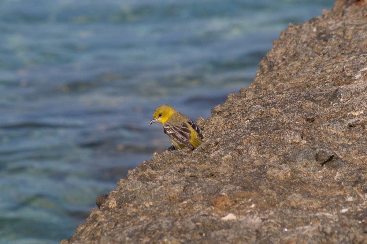 Orchard Oriole - ML326014811