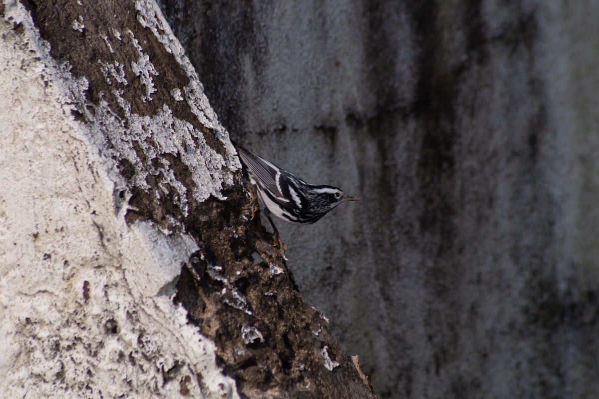 Black-and-white Warbler - ML326014941