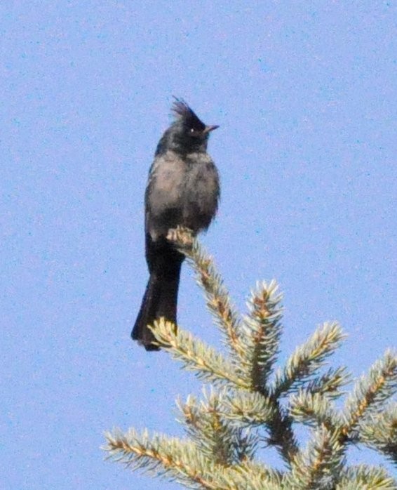 Phainopepla - Lev Frid