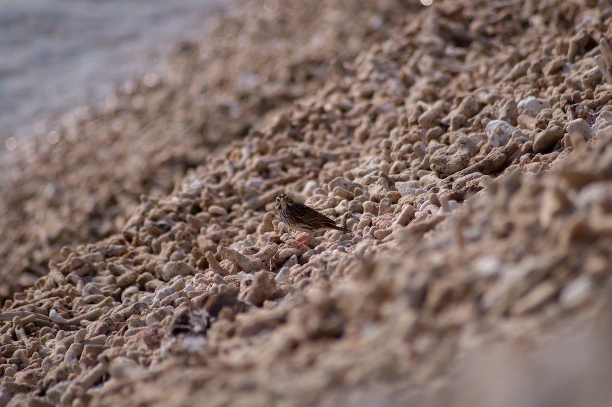 Savannah Sparrow - ML326015231