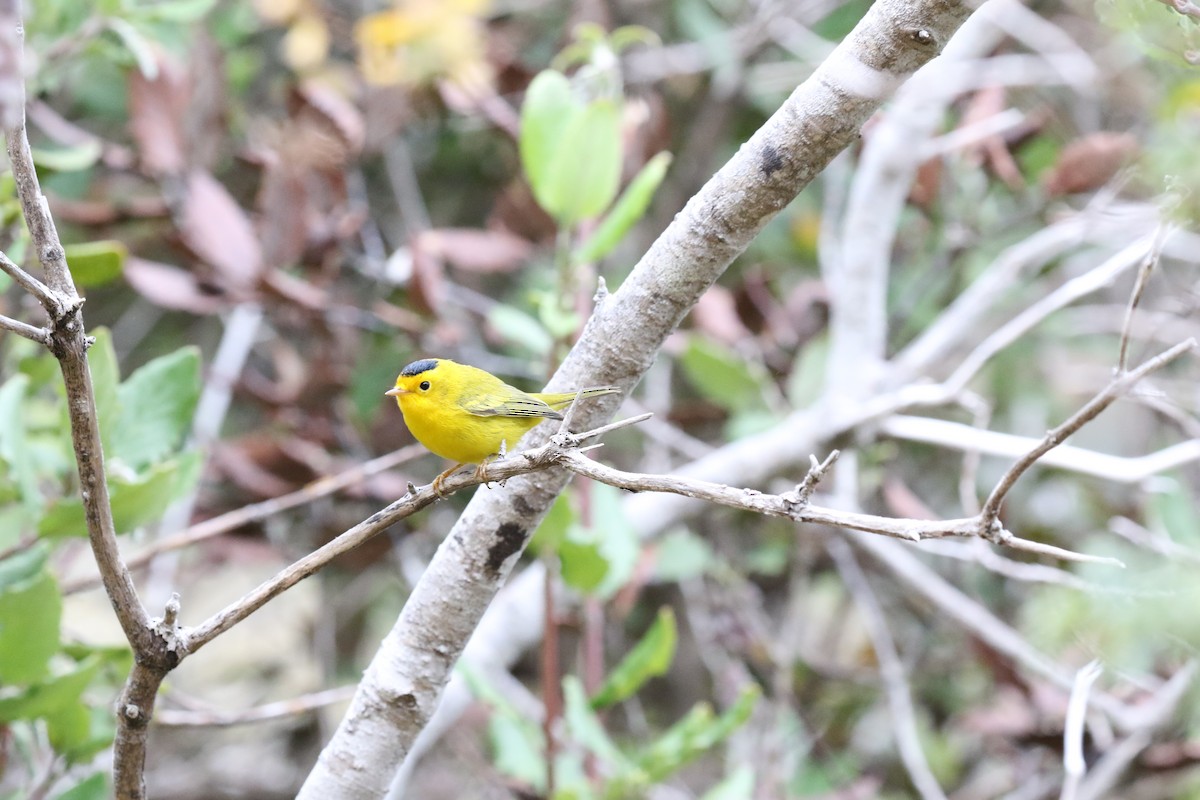 Wilson's Warbler - ML32601791