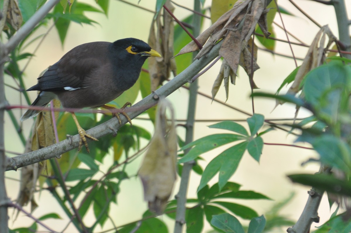 Common Myna - ML32601881