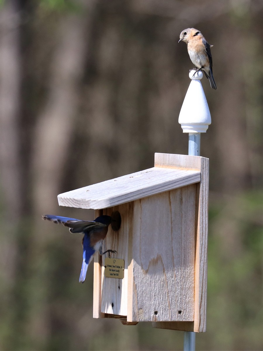 Eastern Bluebird - ML326019331