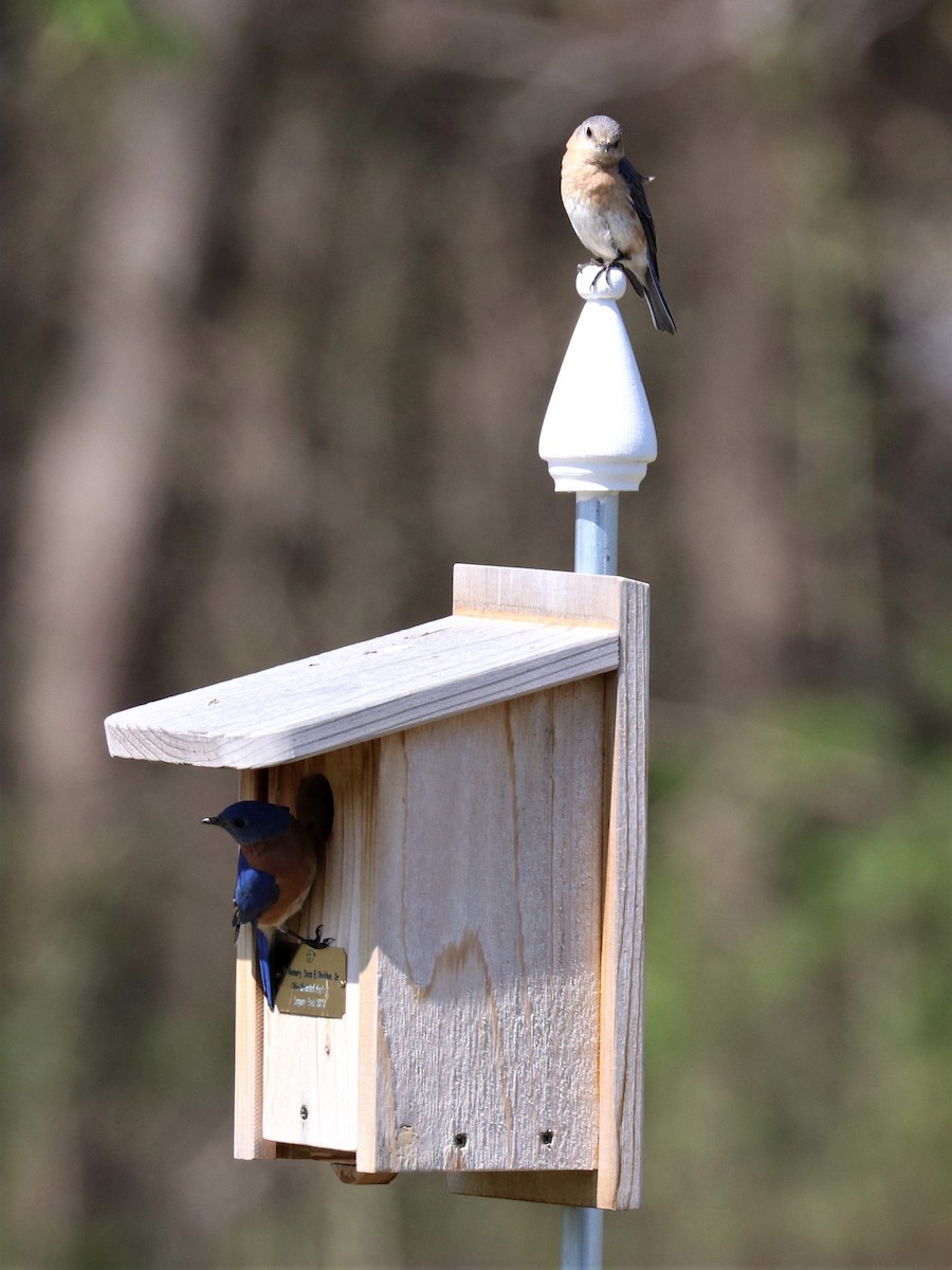 Eastern Bluebird - ML326019401