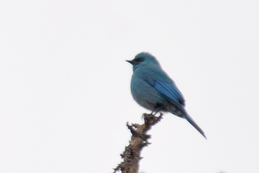 Verditer Flycatcher - ML32601961